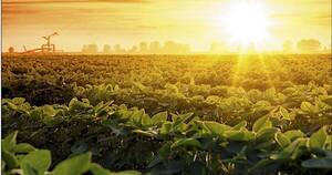 La Nación / Preocupan la falta de precipitaciones y las altas temperaturas en el agro