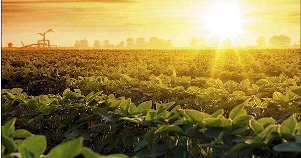La Nación / Preocupan la falta de precipitaciones y las altas temperaturas en el agro