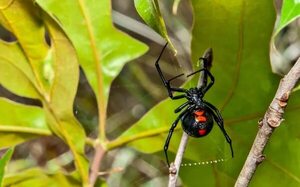 ¿Cómo cuidarse de la picadura de alacranes? - Nacionales - ABC Color