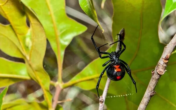 ¿Cómo cuidarse de la picadura de alacranes? - Nacionales - ABC Color
