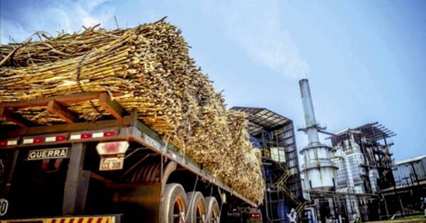 La Nación / Cañicultores pierden 40% de cosecha porque Petropar no puede procesar