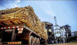 Diario HOY | Cañicultores pierden 40% de cosecha porque Petropar no puede procesar