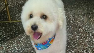 Veterinaria se confundió y les entregó otro perrito