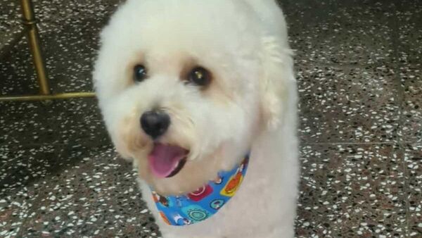 Veterinaria se confundió y les entregó otro perrito