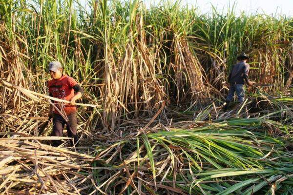 Cañicultores denuncian pérdidas de hasta el 40% por falta de capacidad de Petropar - ADN Digital