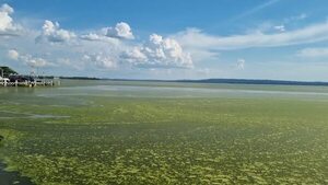 Lago Ypacaraí, prohibido para bañistas por alta concentración de coliformes - Nacionales - ABC Color