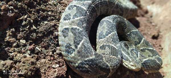 Mordedura de serpiente: Esto es lo que tenés que hacer - trece