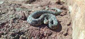 ¿Qué hacer en caso de sufrir una mordedura de serpiente? - Unicanal