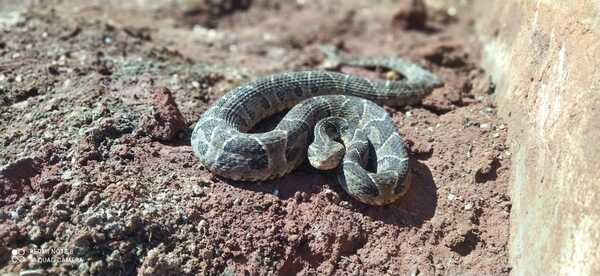 ¿Qué hacer en caso de sufrir una mordedura de serpiente? - Unicanal