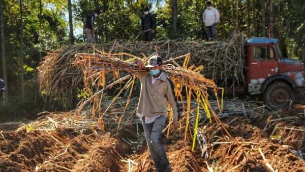 Diario HOY | Cañicultores de Troche urgen nuevo tren de molienda para evitar pérdidas mayores