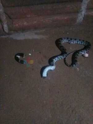 Gran susto: Mujer encontró a una serpiente en su propia cocina
