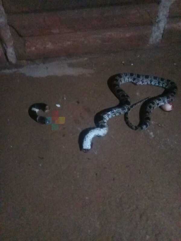 Gran susto: Mujer encontró a una serpiente en su propia cocina