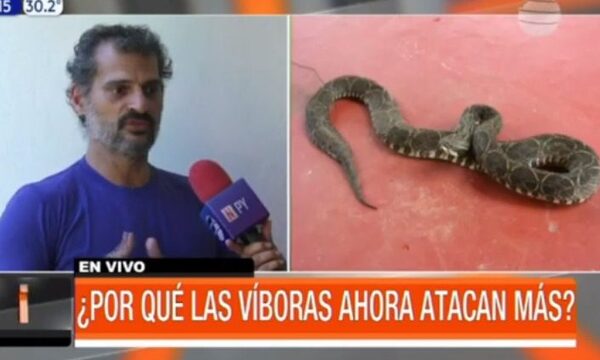¿Por qué las víboras ahora atacan más? | Telefuturo