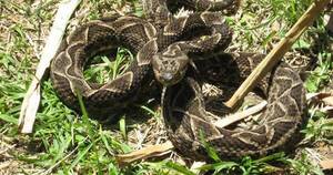 La Nación / Reportan octavo caso en un mes de mordedura de serpiente en Canindeyú