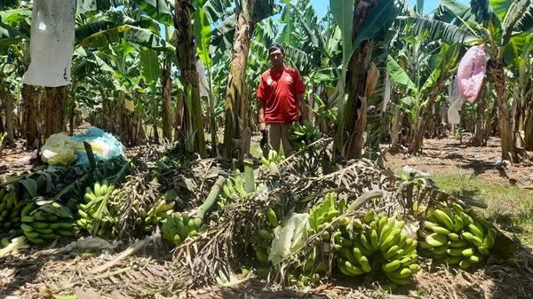 Superproducción de banana genera pérdidas millonarias en Tembiaporã - Nacionales - ABC Color