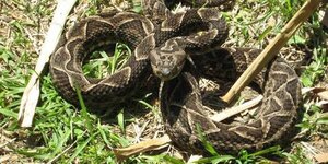 Reportan octavo caso en un mes de mordedura de serpiente en Canindeyú
