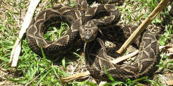 Reportan octavo caso en un mes de mordedura de serpiente en Canindeyú
