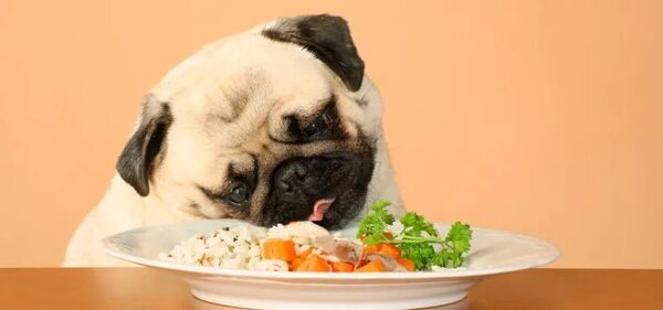 Alimentación saludable para tu perro - Mascotas - ABC Color
