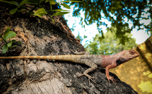 “Lluvia de iguanas” sorprende a los habitantes del sur de Florida