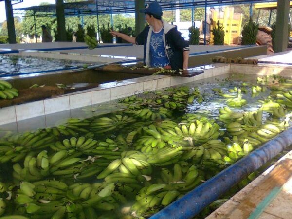 Superproducción de banana genera pérdidas | 1000 Noticias