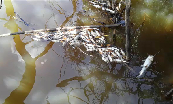 Rio Tebicuary: posible contaminación genera mortandad de peces y se suma bajante en el caudal - OviedoPress