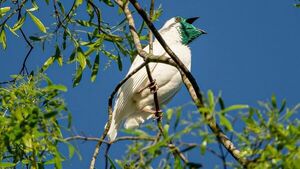 Fotógrafo relata la travesía que vivió para captar a un pájaro campana