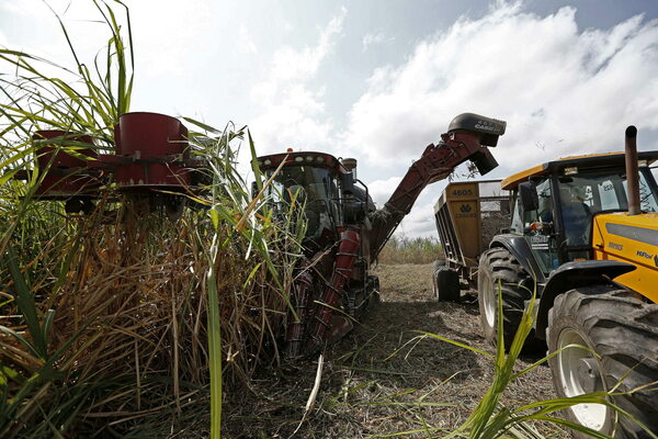 Brasil prevé un aumento del 4,4 % en su cosecha de caña de azúcar - MarketData