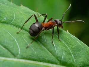 Con luciérnagas-robot y hormigas contra el cáncer, la naturaleza va al rescate de la humanidad - Tecnología - ABC Color