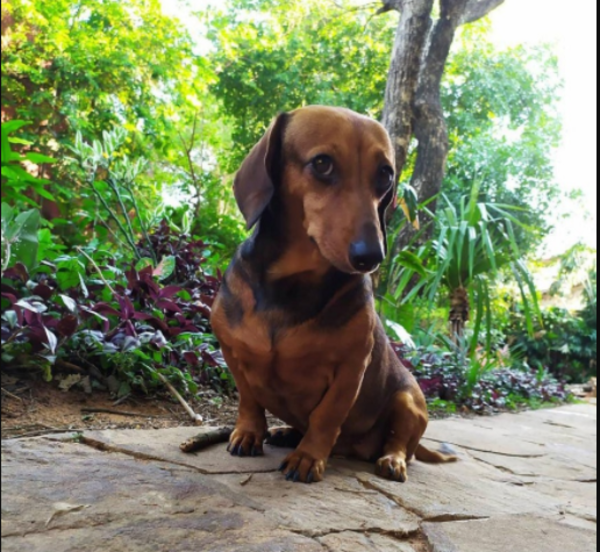 Diario HOY | Perrita fue enviada a otro país por error, a su retorno ya no volvió a ser igual