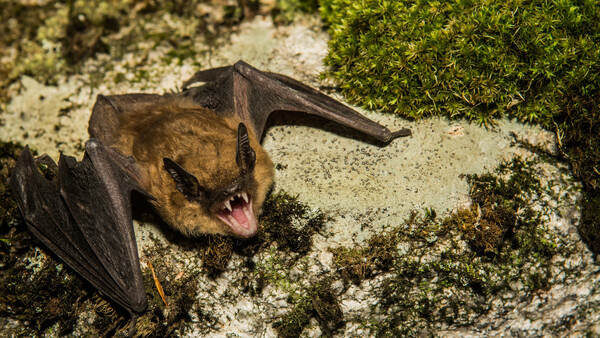 Diario HOY | Tres casos de rabia humana y hay cuatro más en observación tras mordida de murciélago