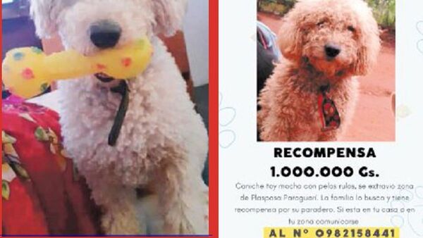 Hizo promesa a  santos y fue a tarotista para encontrar a su perro