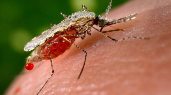 OMS alerta sobre súper mosquito invasor que propaga malaria