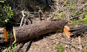 Carayao: Denuncian deforestación y aserradero clandestino en tierras del INDERT - OviedoPress