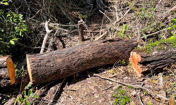Carayao: Denuncian deforestación y aserradero clandestino en tierras del INDERT - OviedoPress