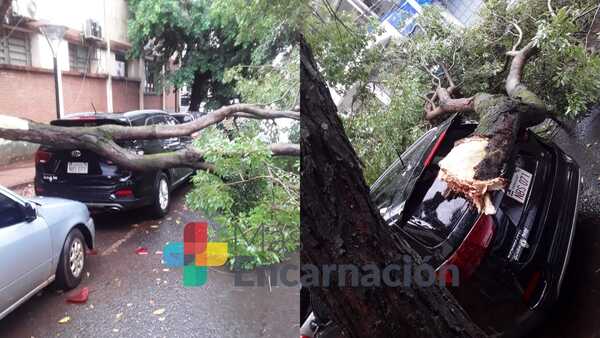 Árbol cayó sobre una camioneta en pleno centro de Encarnación