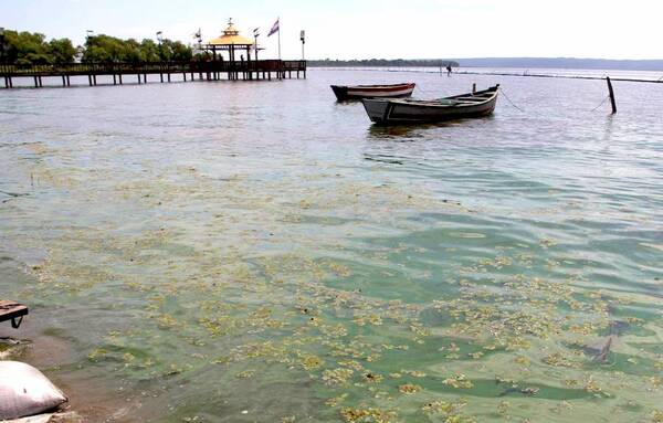 Diario HOY | Lago Ypacaraí con alto nivel de contaminación: “Lo de azul es una alegoría de una canción”
