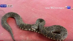 Adolescente se metió al río y le mordió una serpiente
