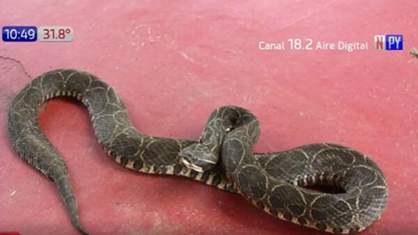 Adolescente se metió al río y le mordió una serpiente
