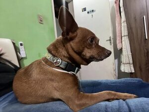 Choco - Encontrá a tu mascota - ABC Color