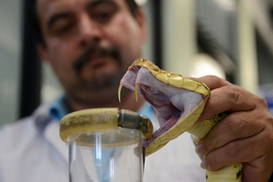 Insumos Estratégicos alega que sí hay insumos para tratar mordedura de serpiente y solo es cuestión de "gestión" - Megacadena — Últimas Noticias de Paraguay