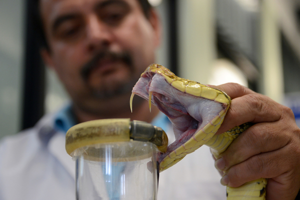 Insumos Estratégicos alega que sí hay insumos para tratar mordedura de serpiente y solo es cuestión de "gestión" - Megacadena — Últimas Noticias de Paraguay