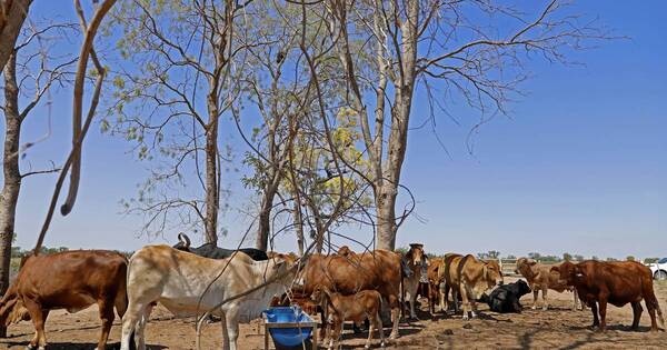 La Nación / Sector pecuario reclama seguridad en el campo ante avance de invasores