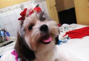 Wendy se extravió •