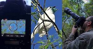 La Nación / La increíble aventura de fotografiar al pájaro campana