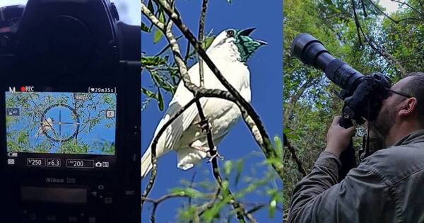 La Nación / La increíble aventura de fotografiar al pájaro campana