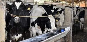 Importancia de la calidad del agua en la producción lechera - Nacionales - ABC Color