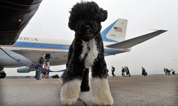 Una aerolínea pierde a la perrita de una pasajera y la envía por error hasta el otro lado del mundo