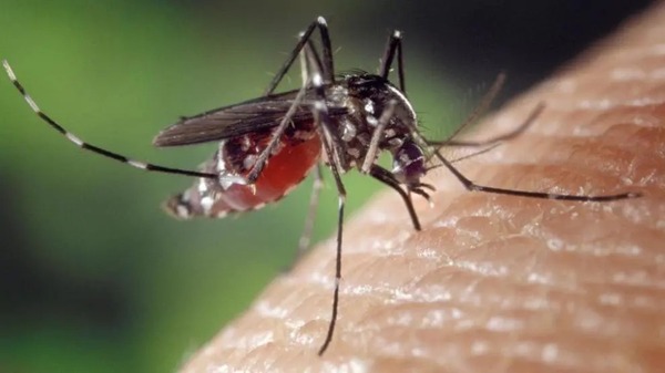 La alerta por el “súpermosquito” es real | 1000 Noticias