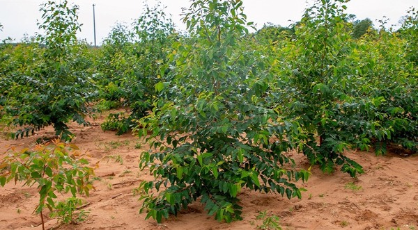 Implementan sistemas agroforestales en el departamento de San Pedro