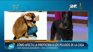 Fiestas de fin de año: ¿Cómo afecta la pirotecnia a los peludos de la casa? - SNT